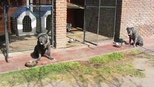Feeding time in Volyniano kennel