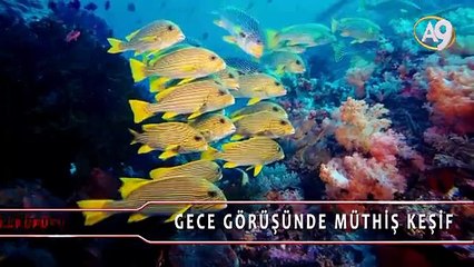 Bilgi Küpü: Gece görüşündeki müthiş keşif