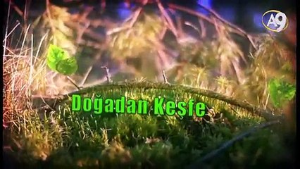 Ağaçkakanlardaki koruma sistemi uçakların kara kutularını koruyacak