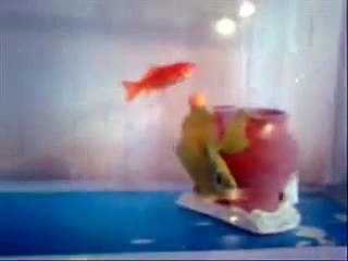 I Miei Pesci Rossi Nel Nuovo Acquarietto Da 20lt