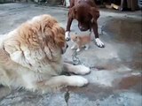 Kittens and puppies play together