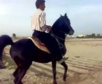 اسب نمایشی-اسب سواری-اسب-اسب عرب کری شمشاد.mp4