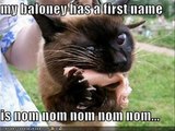 BEST OF LOLCATS 1