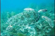 Underwater Summer, Scuba Diving In The Florida Keys