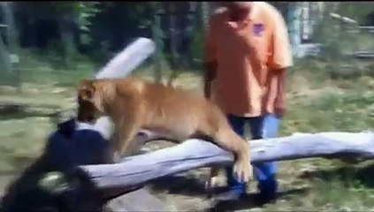 DOGS 101 - Komondor [ENG]