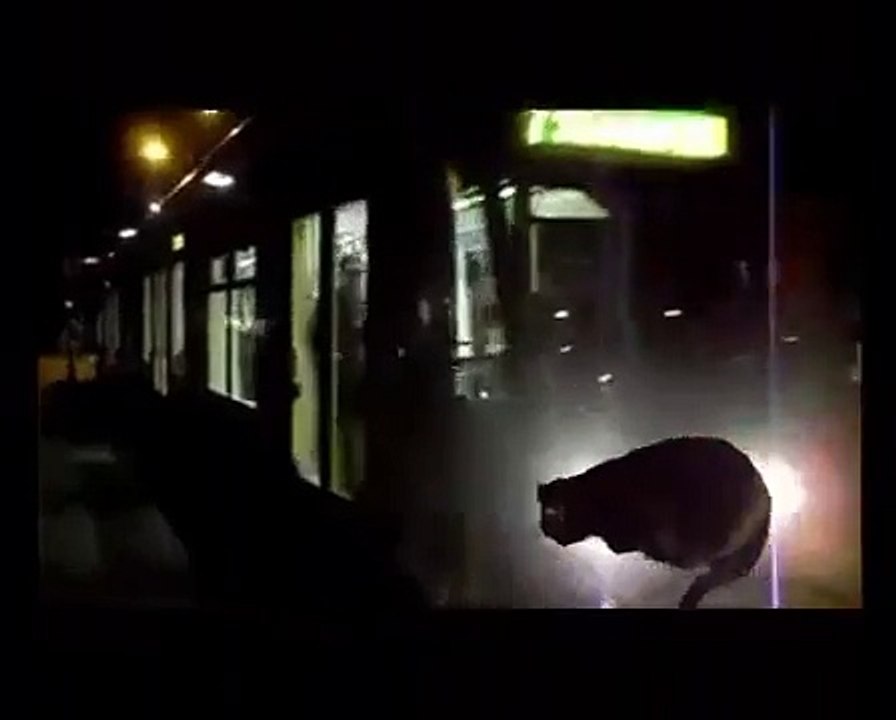 My speaking cat Kathi in 1st subway in Graz/Austria (sprechende Katze in 1.U-Bahn Graz)Dec.30th,2012