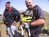 Benny's Skydive! (rat terrier dog goes skydiving!) skydiving dog