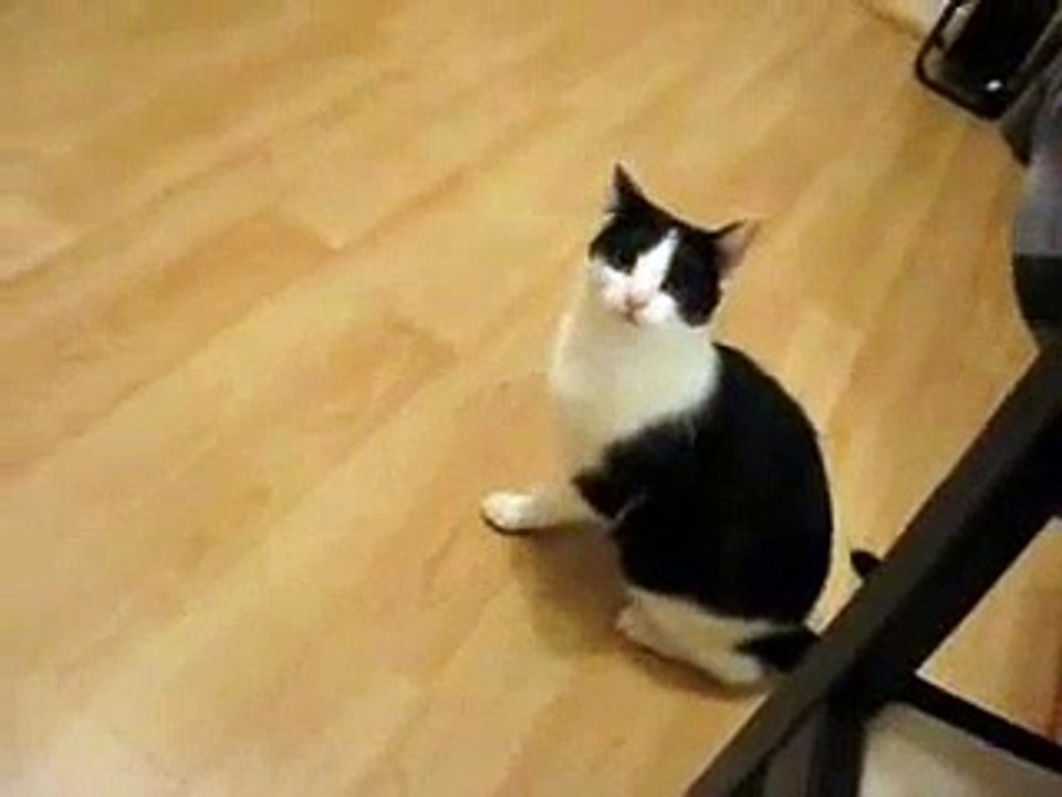 My psycho ninja cat fighting himself.