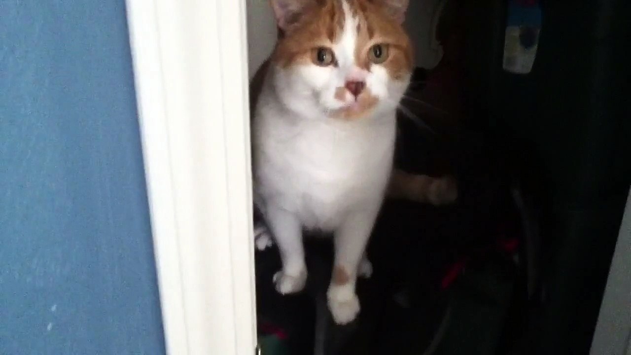 Kitty closes door