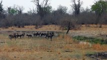 African wild dogs meet BeetleCam