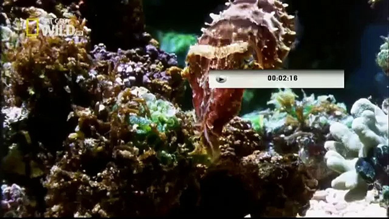 وثائقي : حيوانات العالم الأكثر فتكا