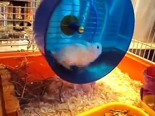 Hamster draait door