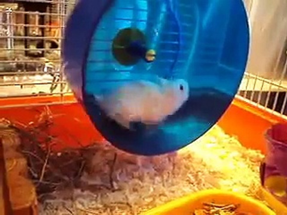 Hamster draait door
