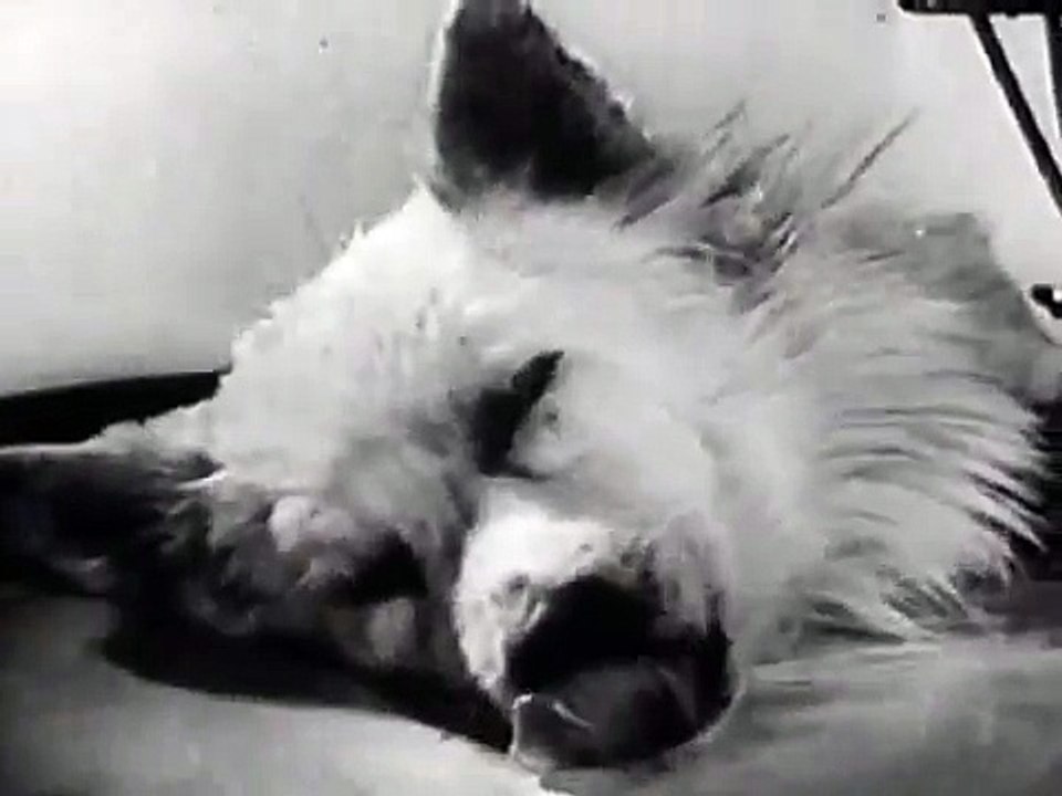 A Living Decapitated Dog