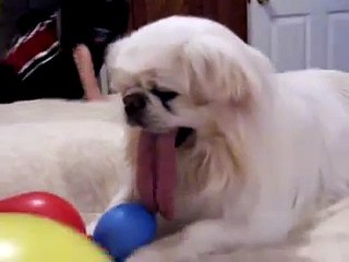 BEWARE... Puggy can't hold his LICKER!!