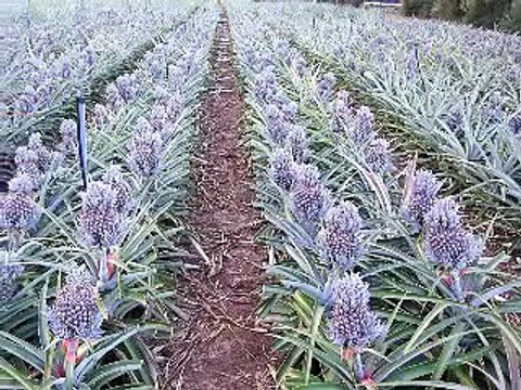 Himno de la Provincia de Puntarenas Costa Rica