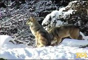Mexican Gray Wolves in Snow at Brookfield Zoo