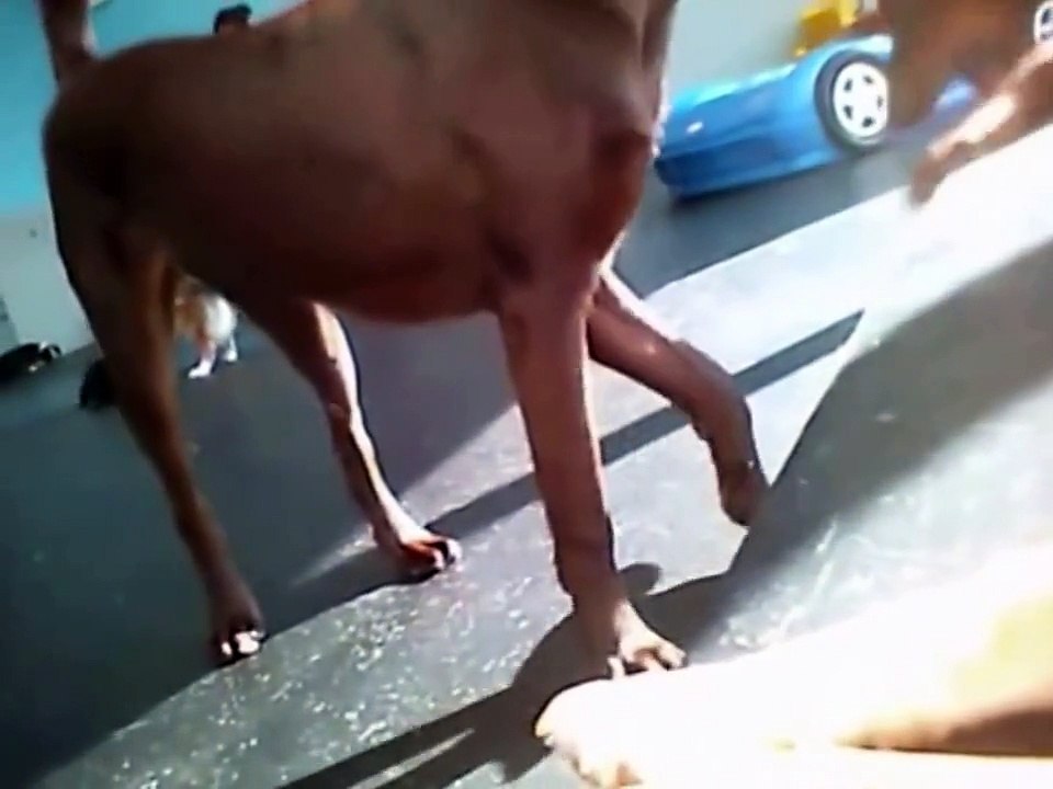 Pet World: (Hanging Out at Doggy Day Care) Dog Camera POV