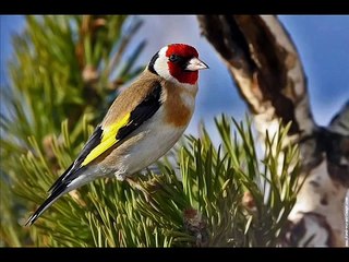 chant chardonneret Algérie montage