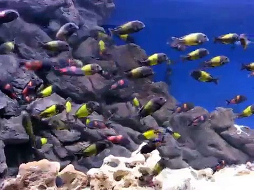 Tropheus sp Ikola and Tropheus sp. Black Bulu Point