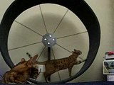 Cat Exercise Wheel