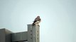 American Kestrel ( Falco sparverius ) pair perching 1080p
