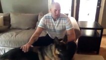 Out of Control German Shepherd