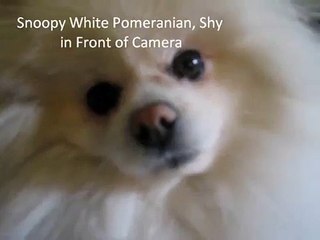 White Pomeranian:  Snoopy, Shy in Front of Camera