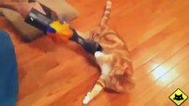 FUNNY VIDEOS Funny Cats Funny Cat Videos Funny Animals Fail Compilation Cats Love Vacuums