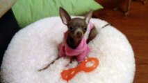 Russian toy-terrier Margo wants to visit her grandma - Маргоша хочет к бабушке