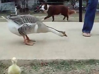 Mother Goose Protecting Her Baby