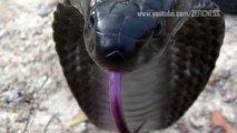 Indo-Chinese Spitting Cobra - Close Up Shots!