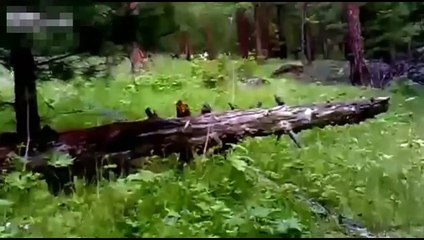 Bear Charging Hunters Stopped Dead In Tracks