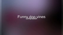 Funny Dog Vines 2015    Funniest dog    Funny dogs compilation 2015