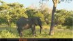 Jan 21 WildEarth Safari PM Drive: Elephant bangs on Marula tree