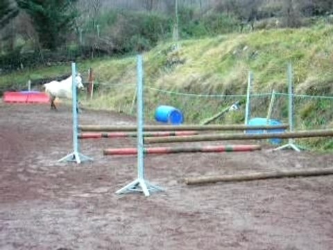 Mon cheval en liberté