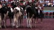 2011 International Holstein Show - Winter Calf