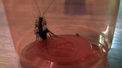 Grass Spider vs Centipede HD (wolf spider)