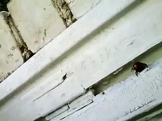 Гигантский японский шершень (vespa mandarinia japonica)