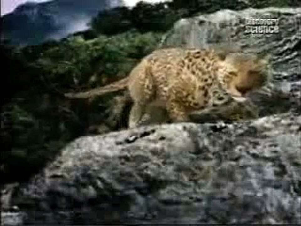 Animal Face Off: Moutain Gorrila vs Leopard
