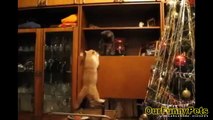 Funny Videos 2015   Funny Vines Cats   Funny fails Cats Videos   Funn Cat Videos