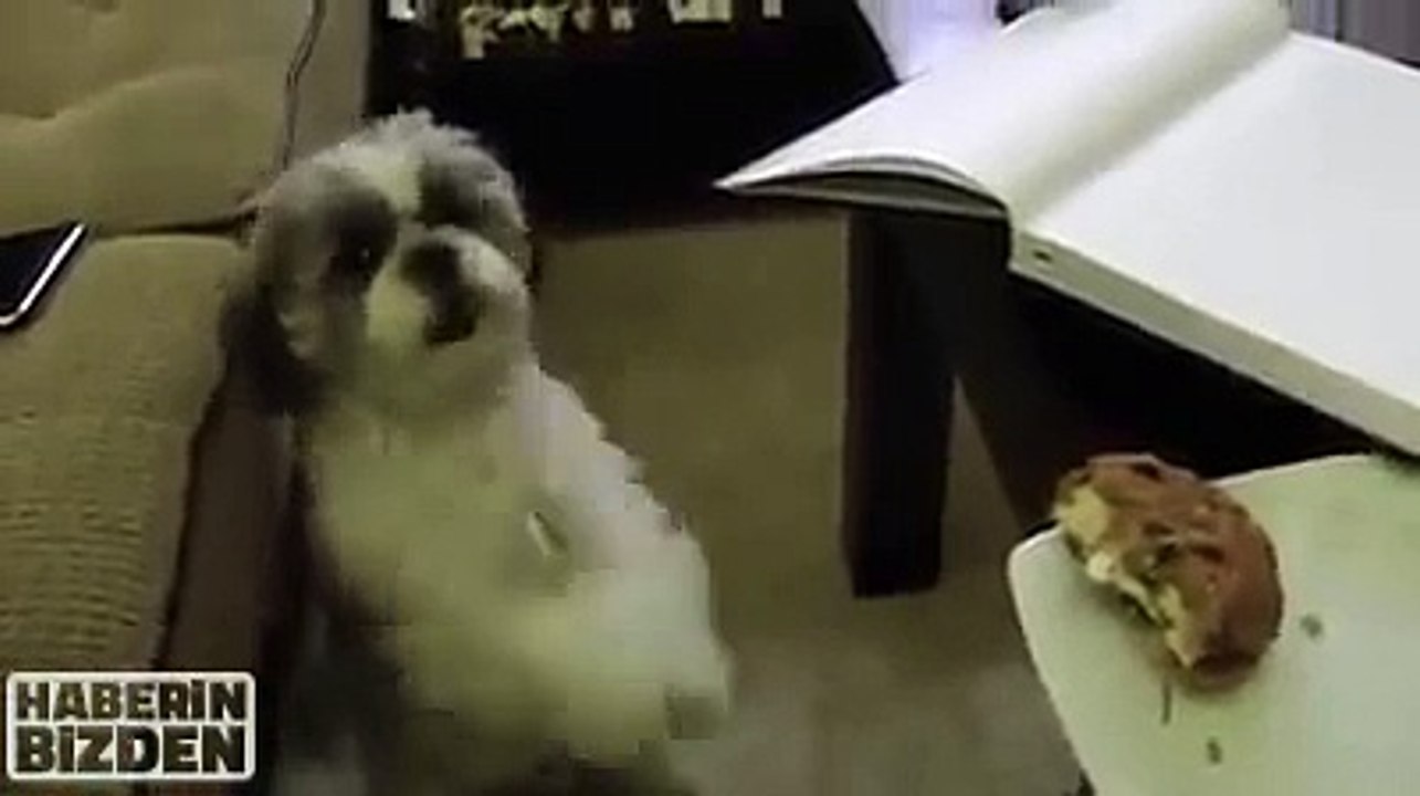 皇冠孟金龍 熊敏皇冠 Doggie