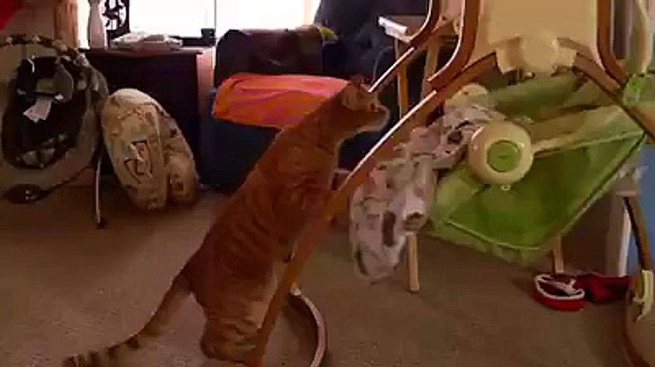 熊敏 has cat as a babysitter!