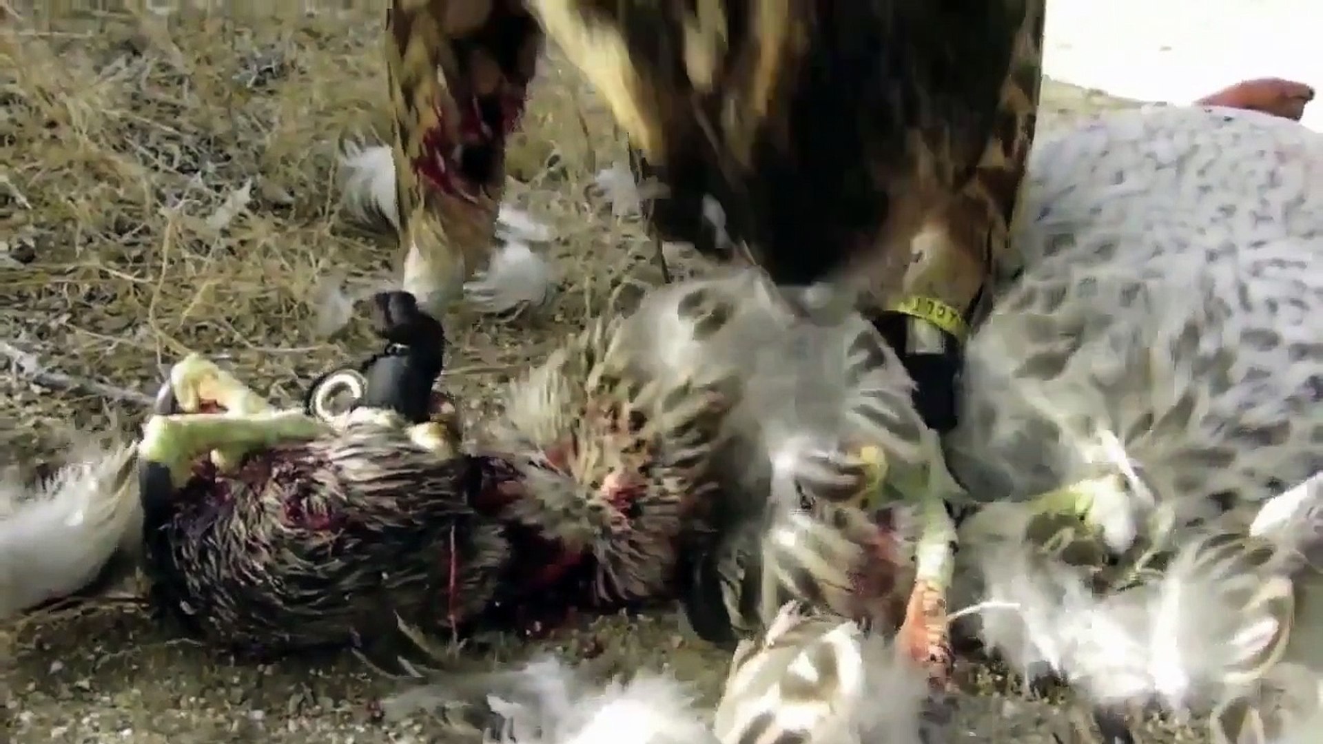 ⁣When Crazy Animals Attack Falcon Attacks Dog ~ Best Funny Animals 20141 [ My Pets Funny ]