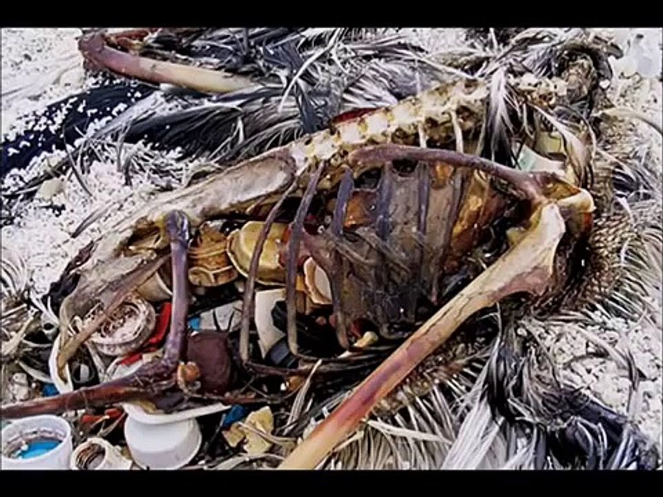 HUMAN IMPACT ON THE ENVIRONMENT by Aaditya Aggarwal DAV Sreshtha Vihar