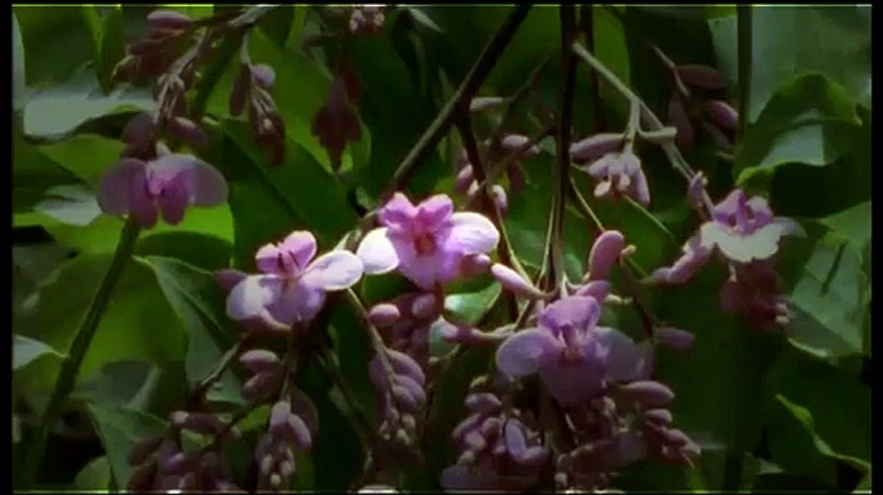 Wild Animal Documentary - Journey into Amazonia 3/3 - (HD)