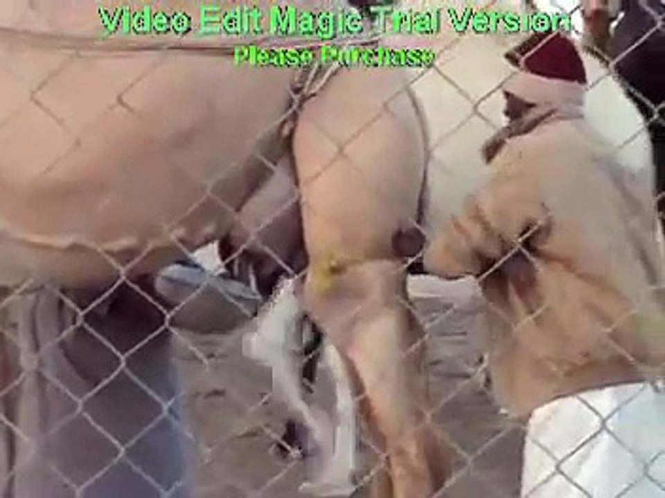 Camel Milk...(milking)