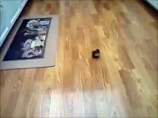 Teaching Mallard Duckling to Follow Human Voice and Feet