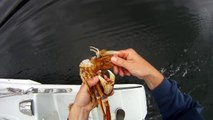 How to clean a Dungeness Crab the quick and easy way.