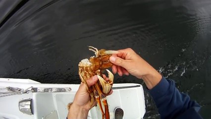 How to clean a Dungeness Crab the quick and easy way.